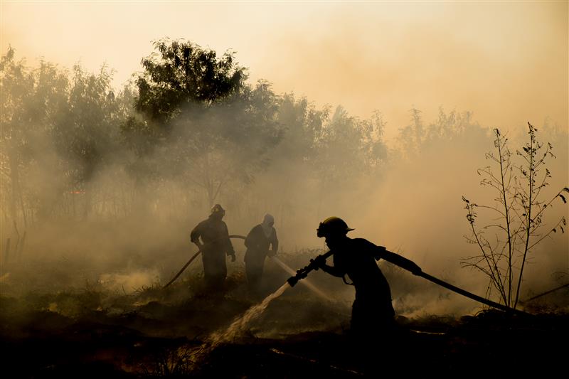 Fire & Forestry